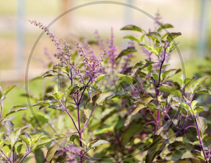 selective focus of holy basil tree