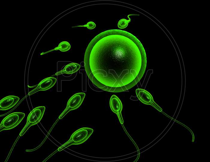 Sperm Cells