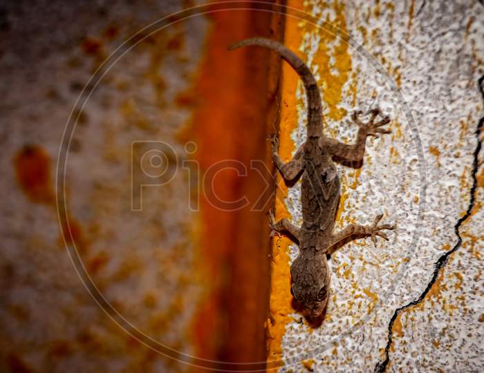Common House Gecko - Home Lizard On Top Of The Old Wall.