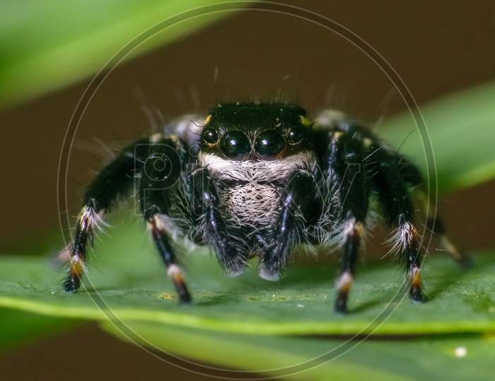Black Jumping Spider Sitting On A Leaf Super Macro Shot