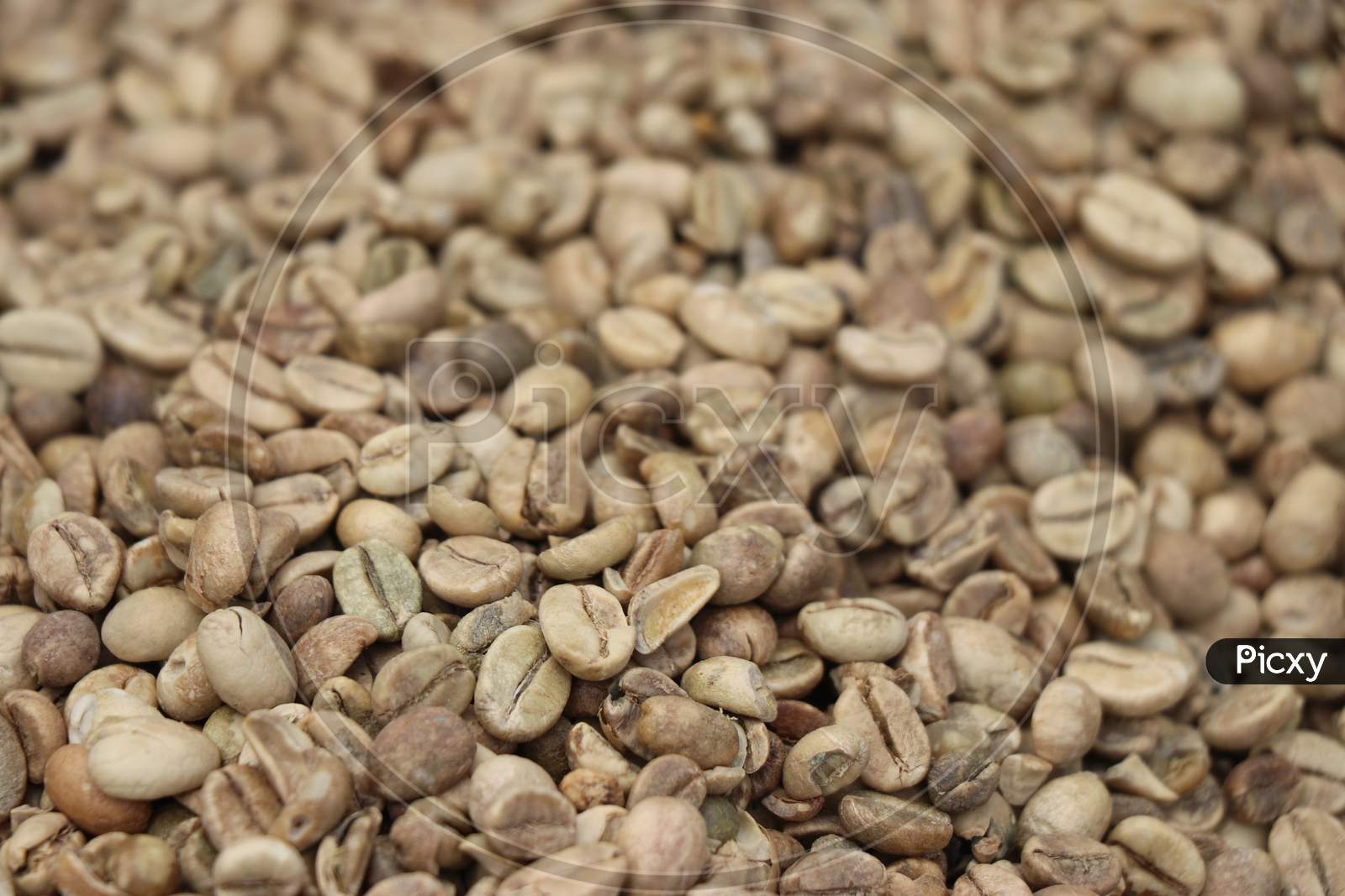 Close Up Of Coffee Beans Roasted Kept For Sun Drying