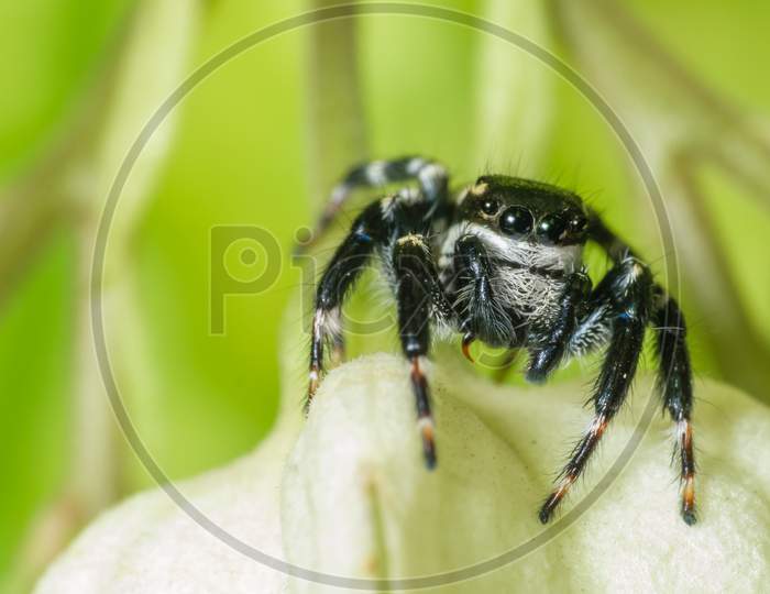 Black Jumping Spider Super Macro Shot