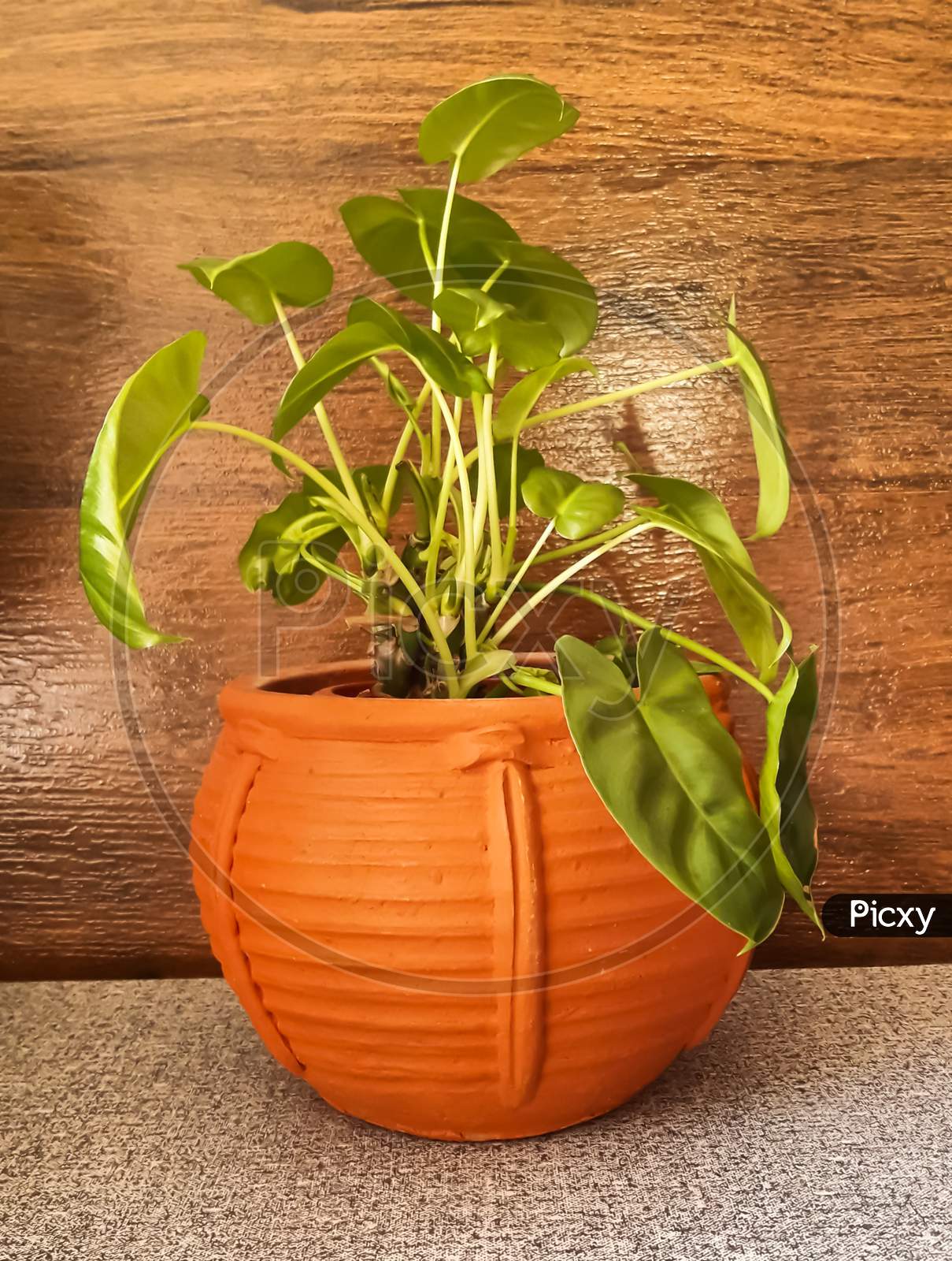 Colocasia a little care indoor plant