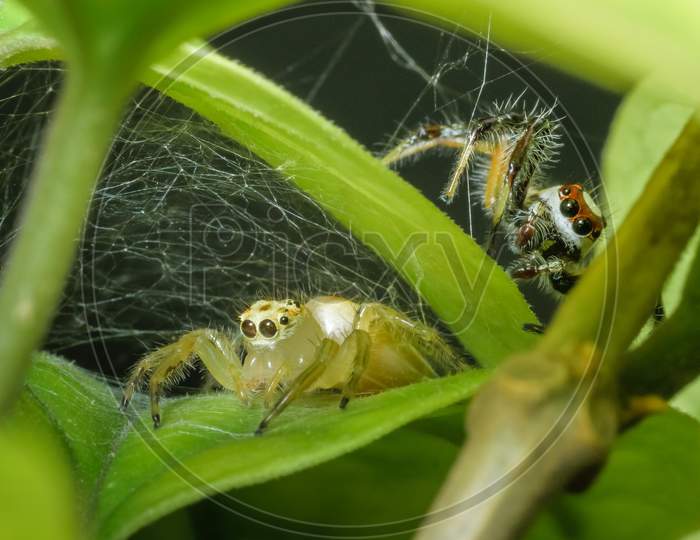 One Yellow And One Red Jumping Spider Close Up Shot . Apparently Playing Hide And Seek In The Web