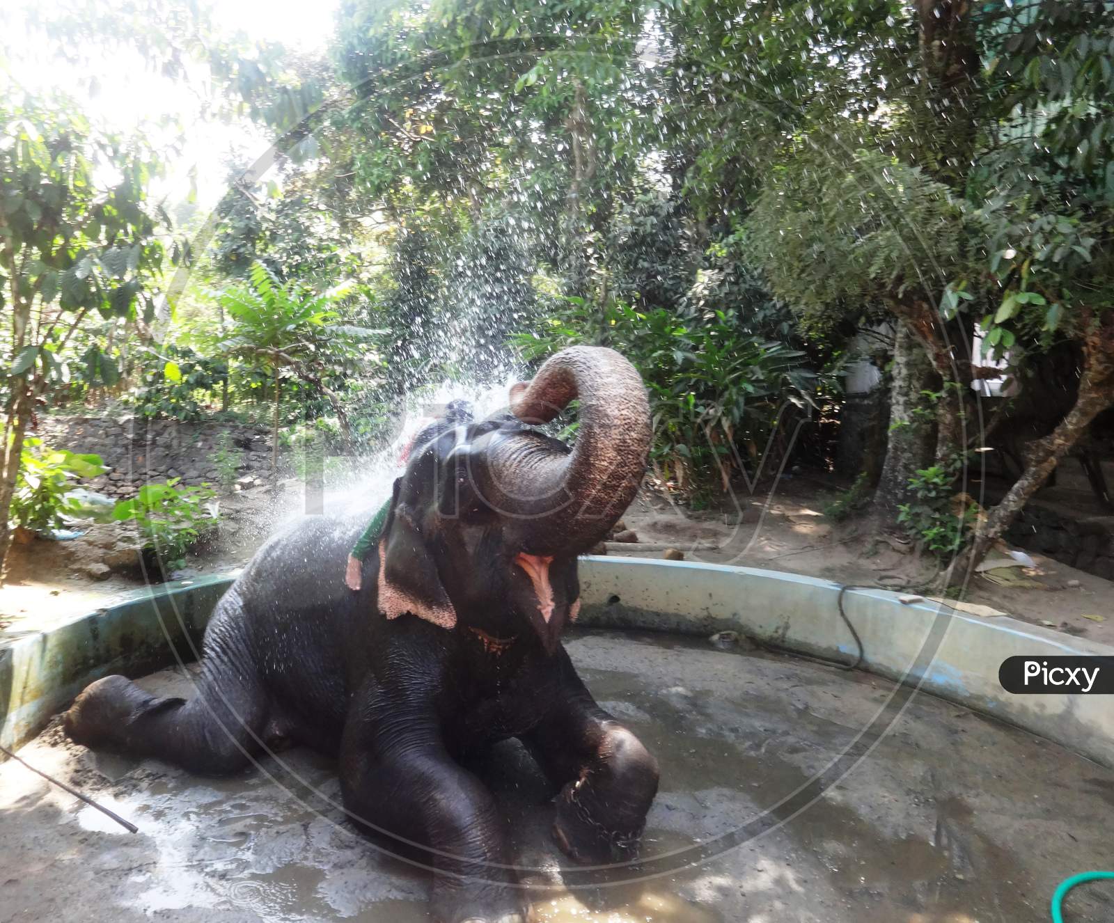 kids enjoying bath with the elephant