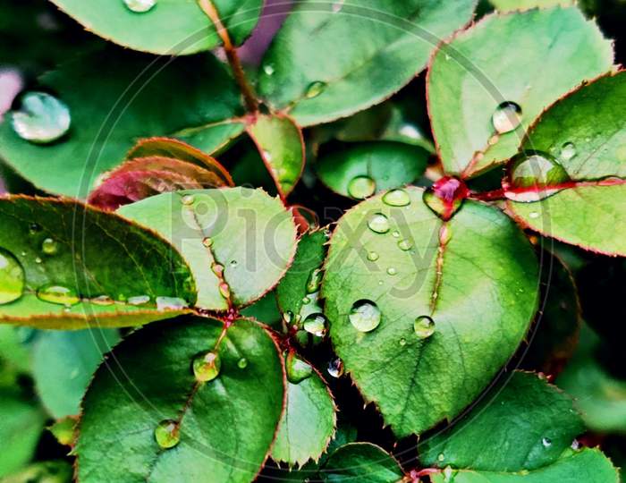 Dewdrops On Green Leaves In Monsoon Evening