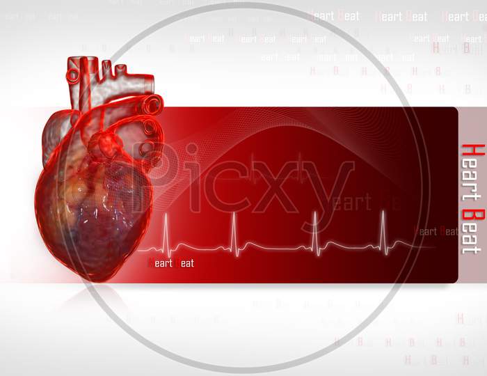 Human Heart With Ecg