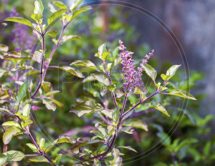 selective focus of holy basil tree