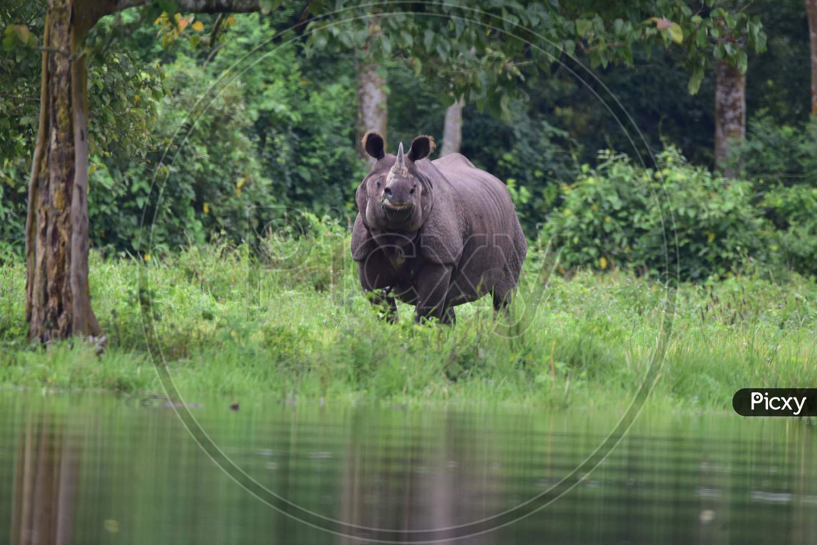 One-Horned Rhinos Take Shelter At A Highland In The Flood Affected Area Of Kaziranga National Park In Nagaon District In The Northeastern State Of Assam on June 28,2020.