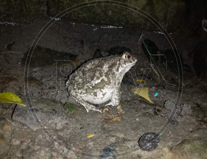 asian pregnant Earth frog in the dark night