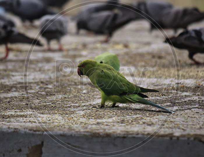 A Green Parrot In A Group Of Pigeon
