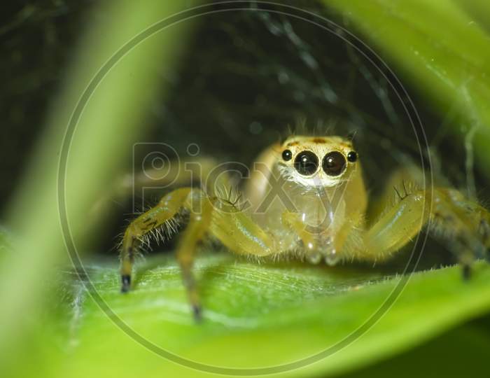 Ultra Macro Shot Of A Yellow Jumping Spider With Webs In The Background. Sitting On A Green Leaf