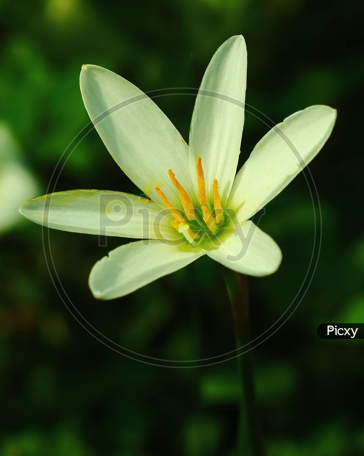 White rain lily is blooming in garden