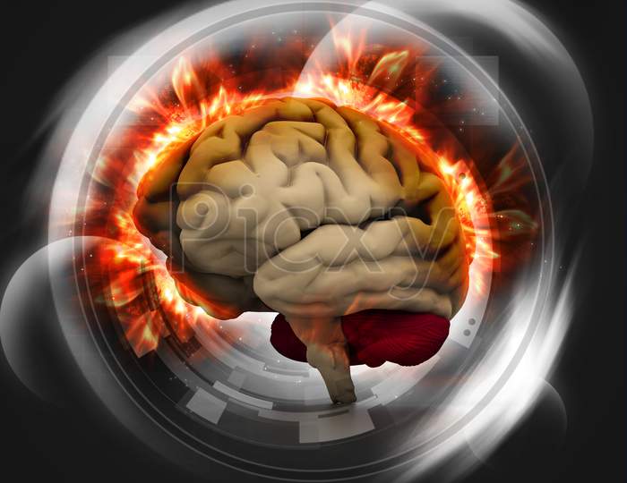 Digital Illustration Of Human Brain