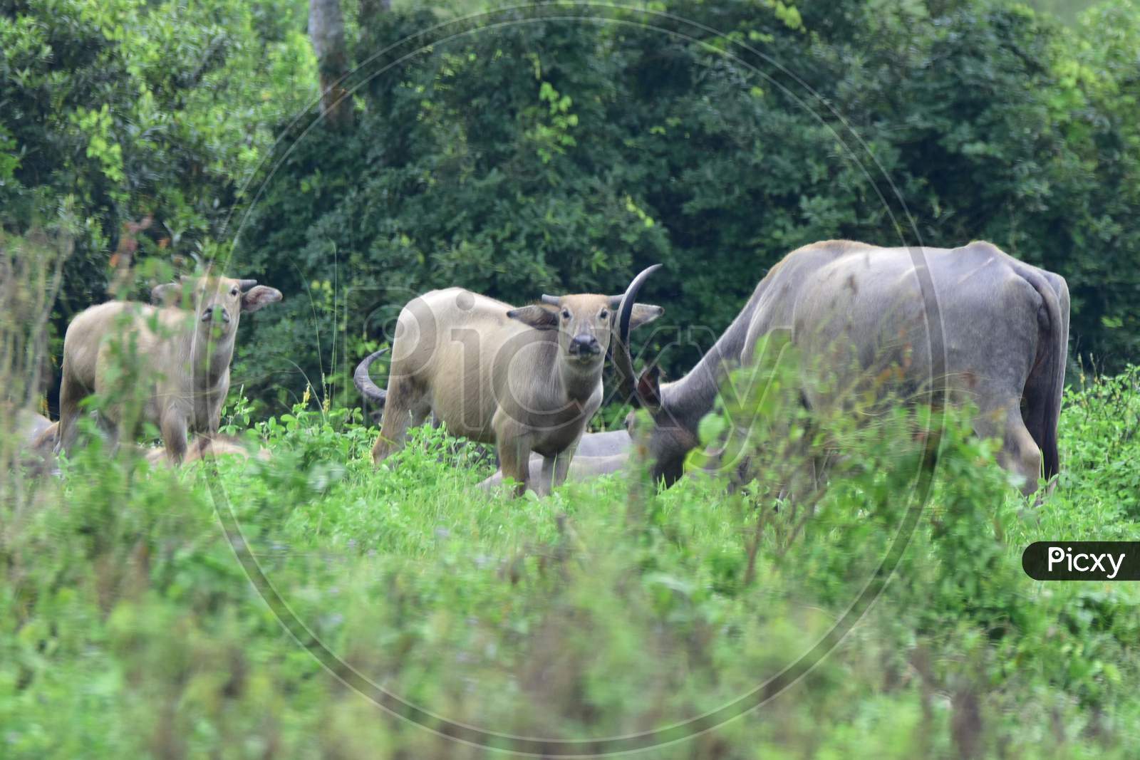 A Herd Of  Wild Buffalo Takes Shelter At A Highland In The Flood Affected Area Of Kaziranga National Park In Nagaon District In The Northeastern State Of Assam on June 28, 2020.