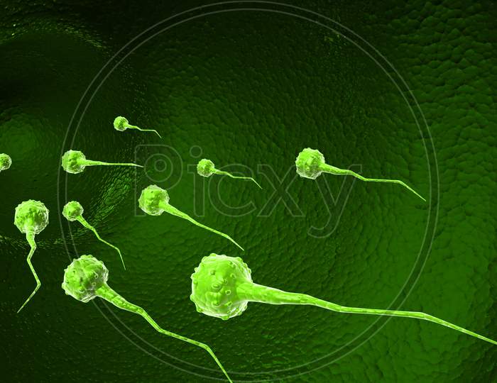Sperm Cells