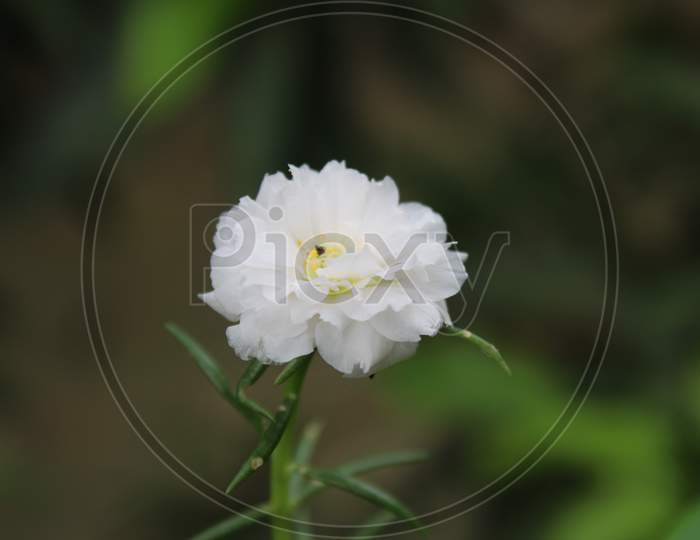 White flower background photo cover