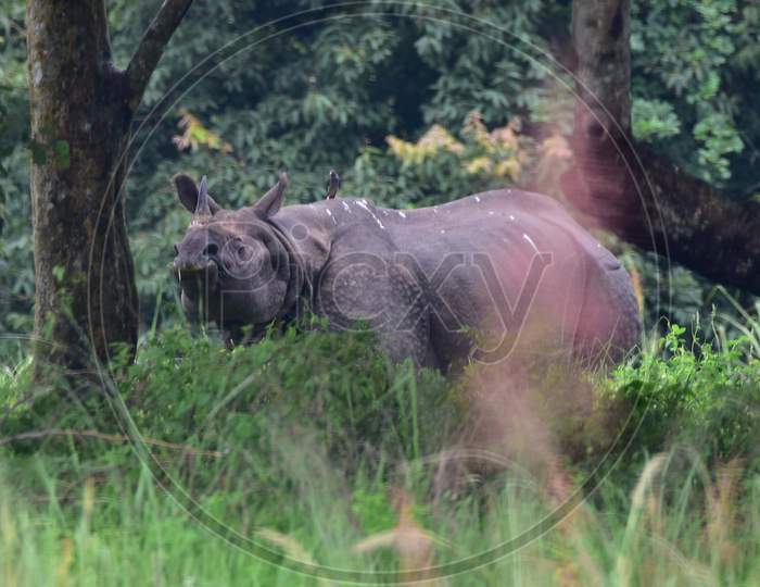 One-Horned Rhino Takes Shelter At A Highland In The Flood Affected Area Of Kaziranga National Park In Nagaon District In The Northeastern State Of Assam on June 28,2020.