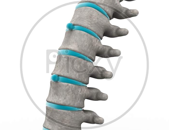 3D Part Of Spine Isolated White Background