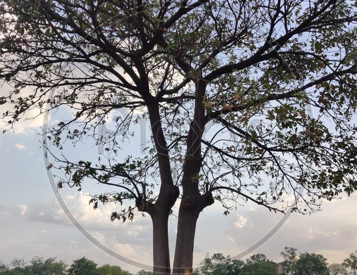 Tree Besides Indian Street In Summer Season