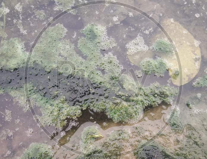 Landscape Algae View In Pond In Monsoon Season
