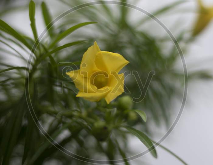 yellow tulip on a green background