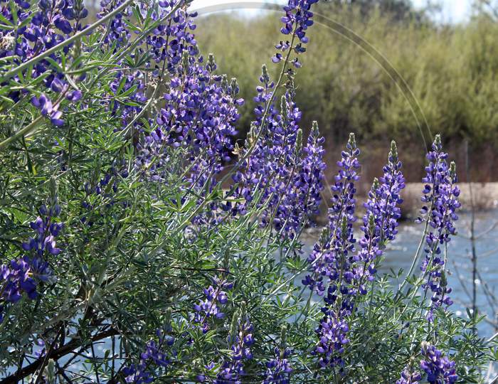 Lupine On The Kings River (Ca 07453)