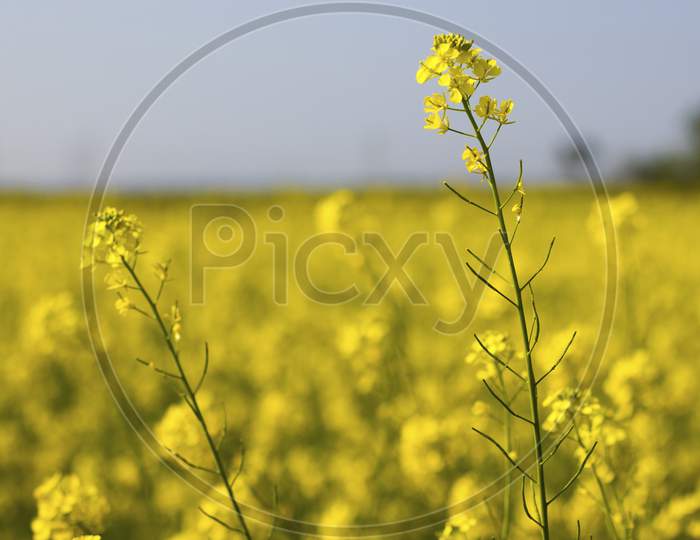 beautiful yellow mustard flowers field