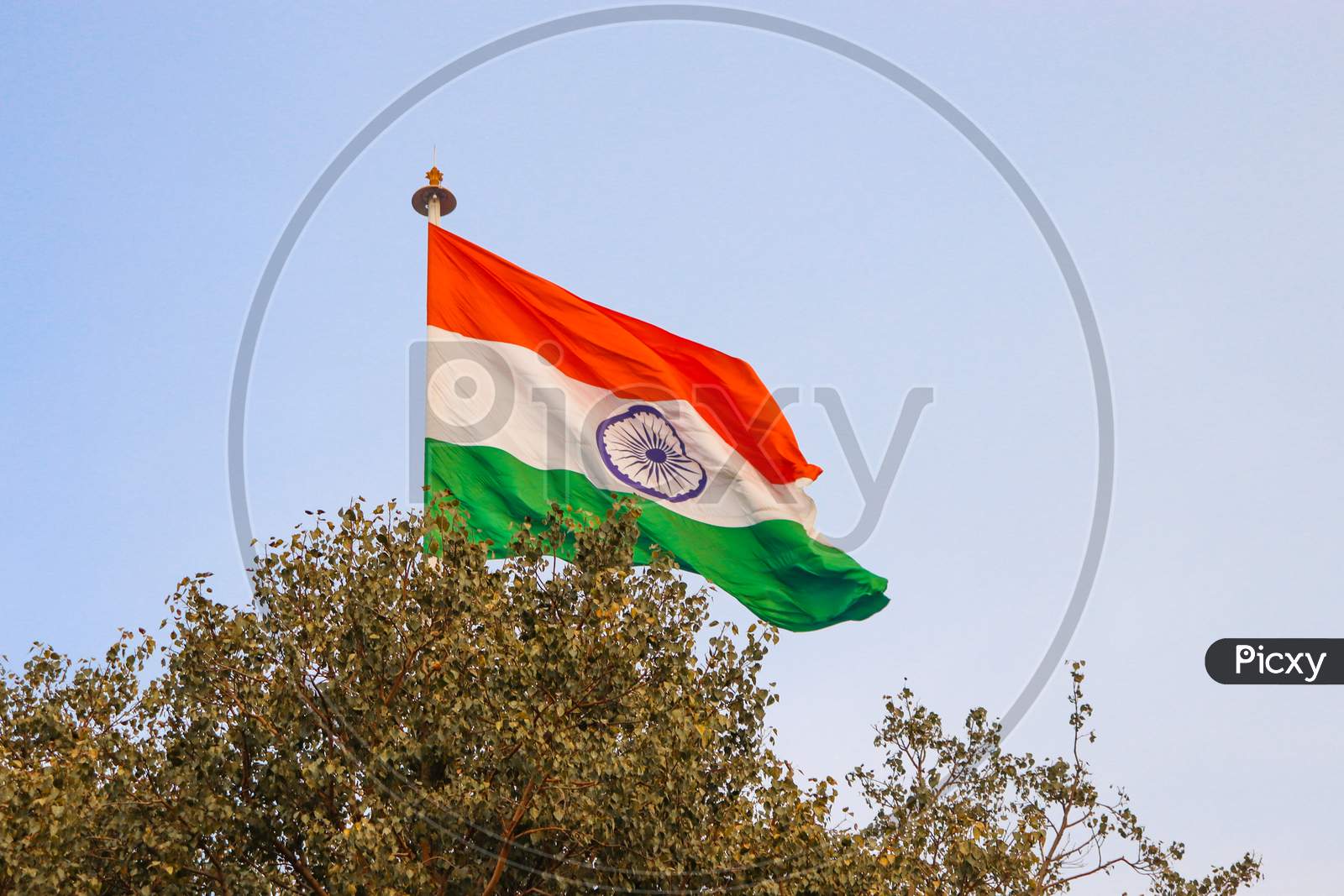 India Flag With Clear Blue Sky In The Background And Tree In Foreground