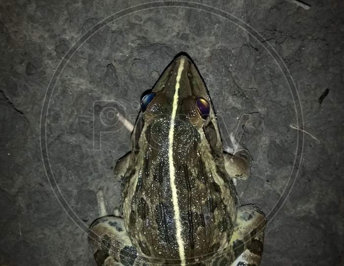A night frog, in the dark