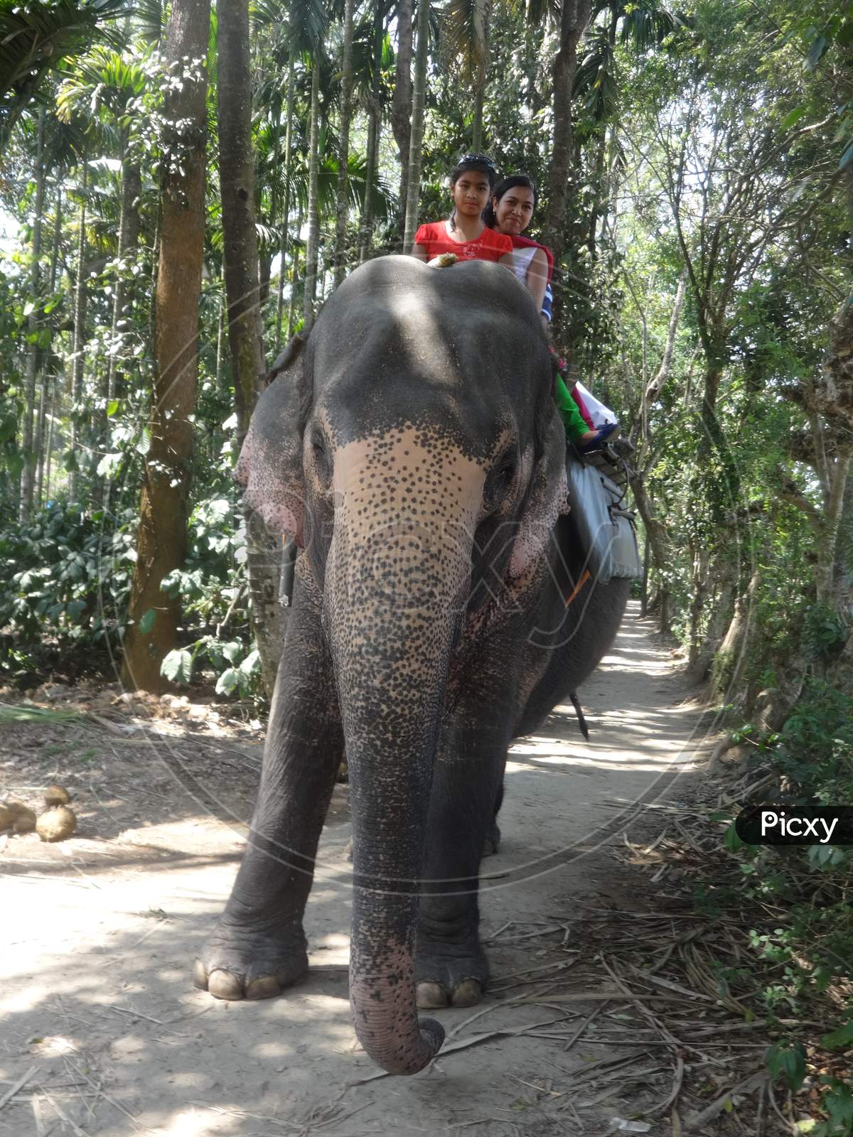 enjoying an elephant ride at Thekkady, Kerala