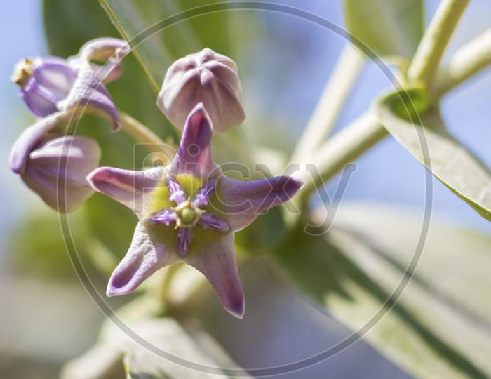 selective focus of Calotropis gigantea flowers