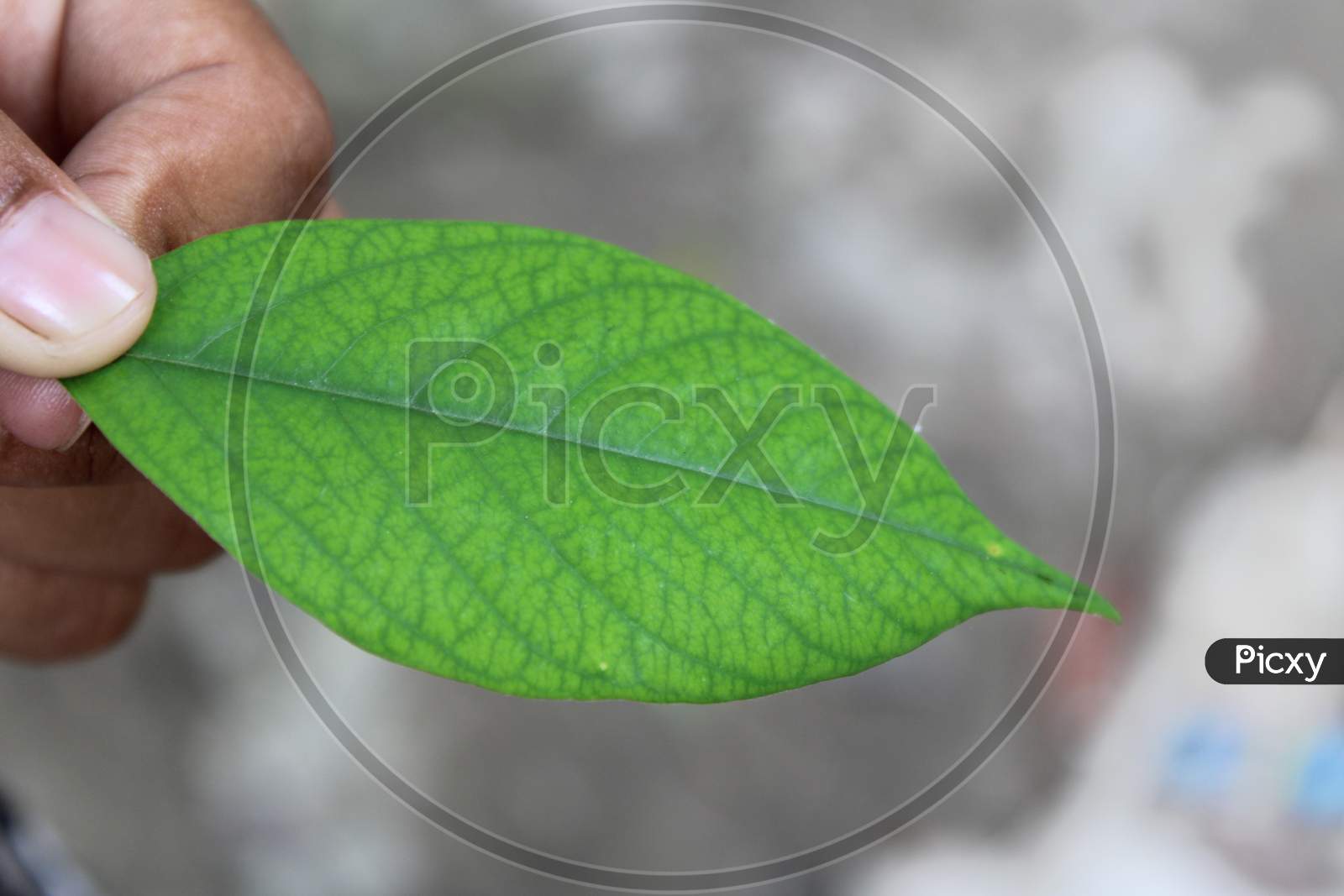 Natural green leaf background cover photo