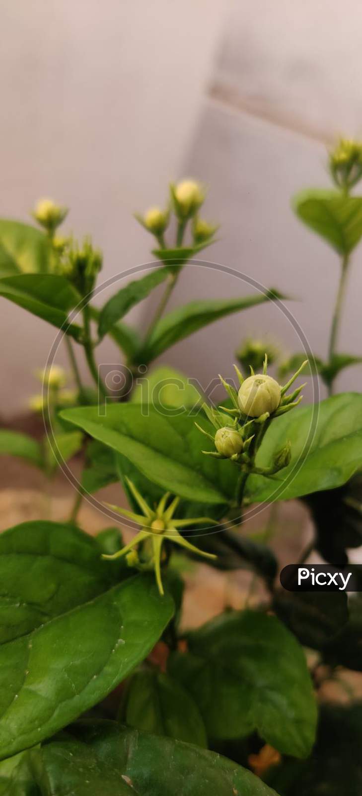Flower Buds Within Green Leaves On Small Flower Plants