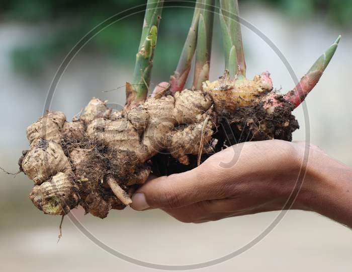 Ginger Which Is Fresh Pulled Out From Soil Along With Plant Held In Hand