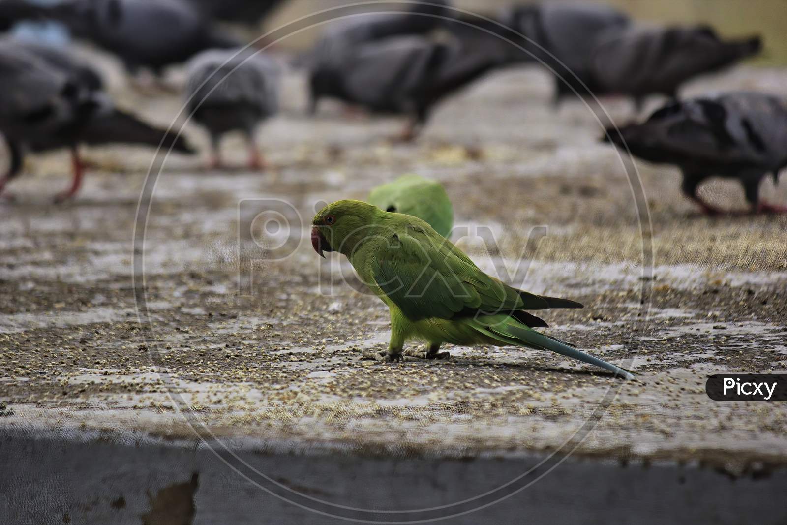 A Green Parrot In A Group Of Pigeon