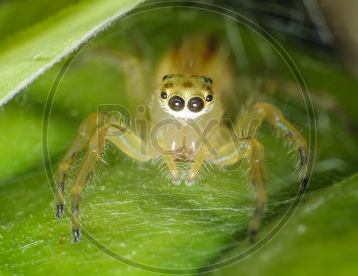 Ultra Macro Shot Of A Yellow Jumping Spider. Sitting On A Green Leaf