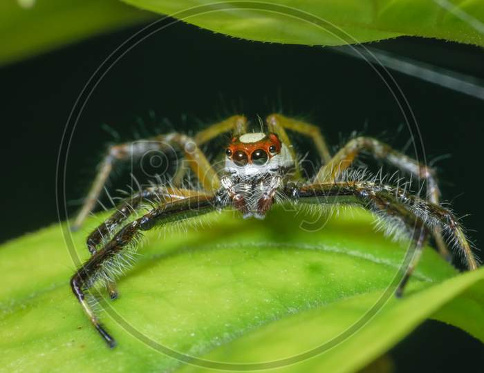 Close Up Macro Shot Of The Head Of A Jumping Spider Sitting On A Green Leaf