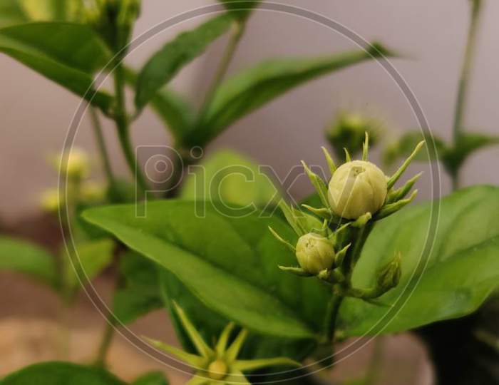 Flower Buds Within Green Leaves On Small Flower Plants