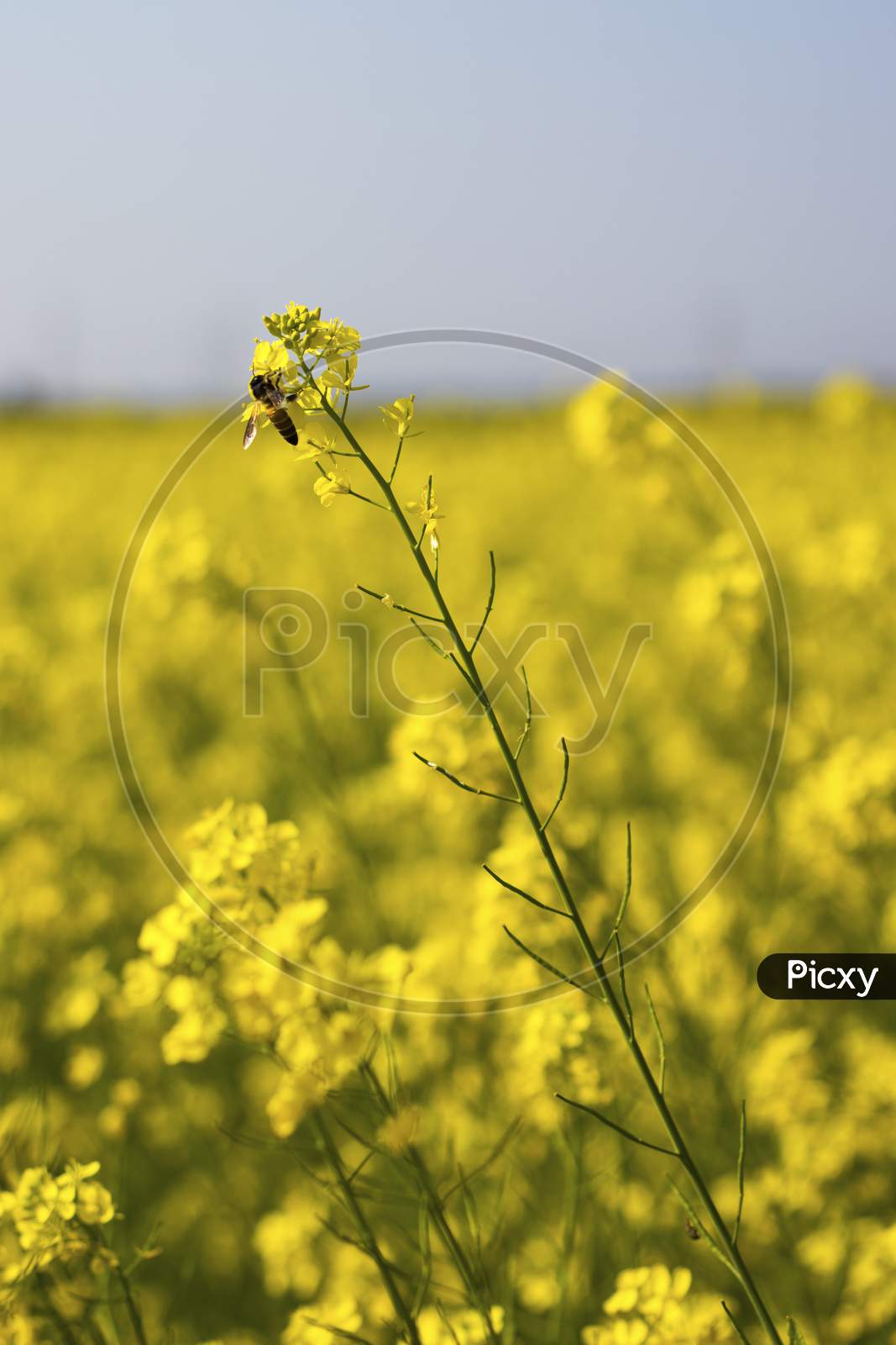beautiful yellow mustard flowers field