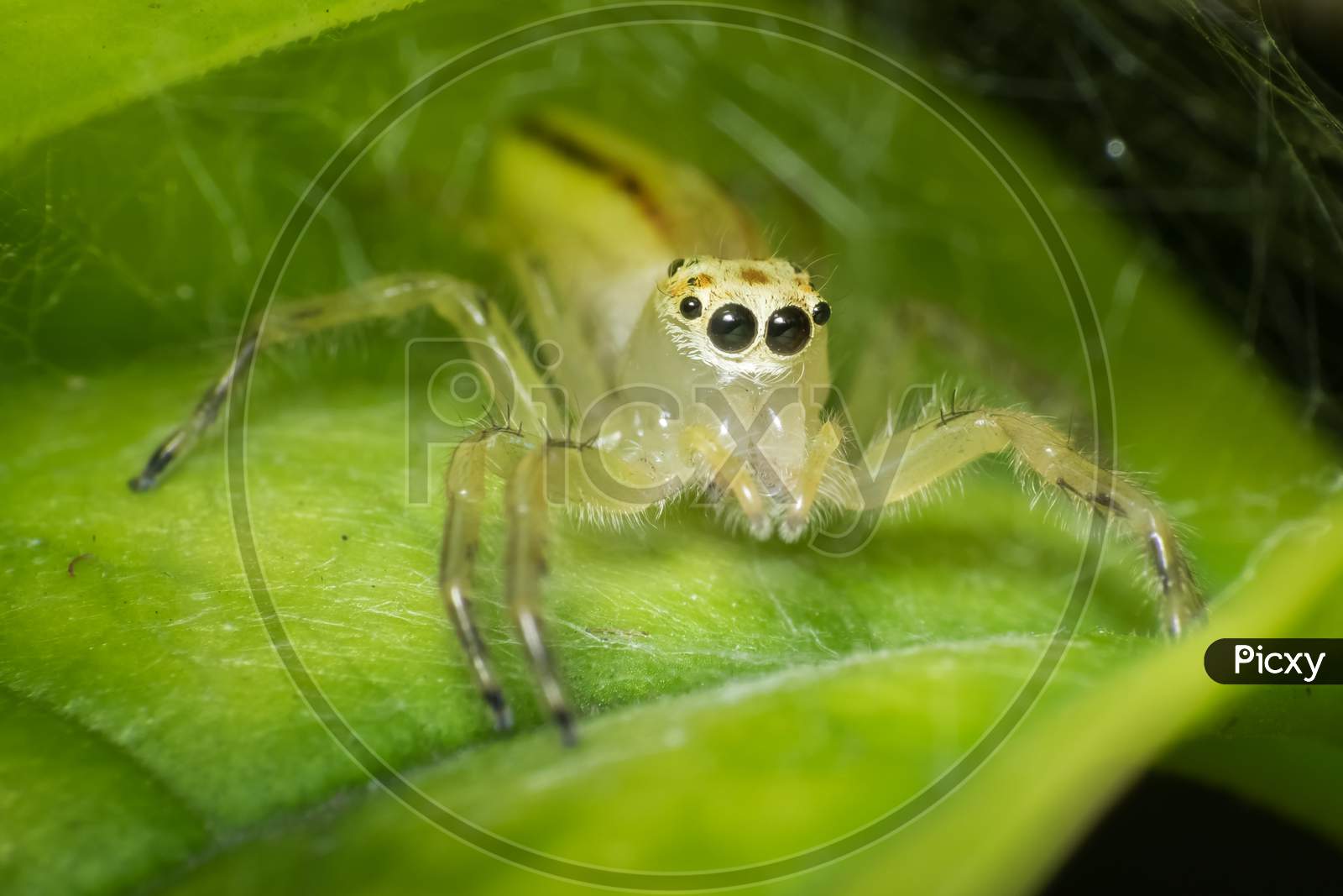 Ultra Macro Shot Of A Yellow Jumping Spider With Webs In The Background. Sitting On A Green Leaf