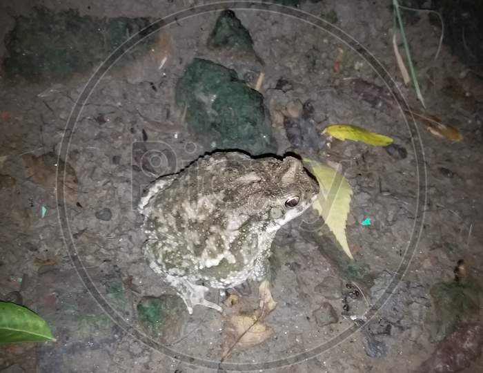 Pregnant frog in the night preparing for childbirth.