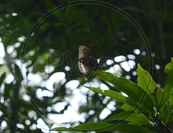 White spotted butterfly on leaf