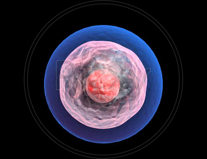 Human Egg Cell