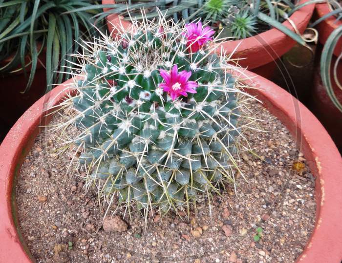 close up of a cactus with pink flowers