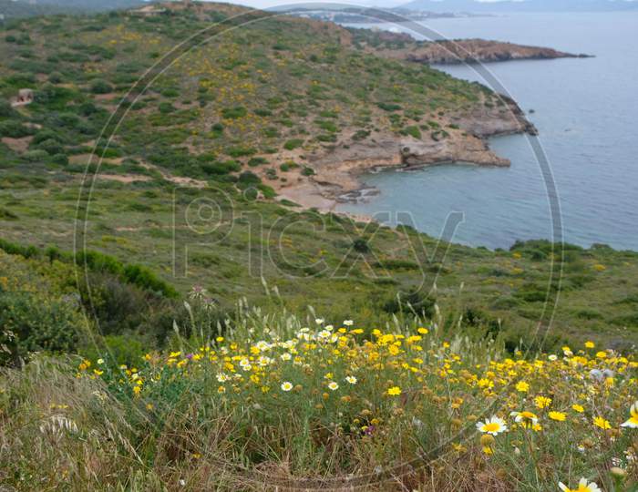 Wild flowers on a hill next to sea
