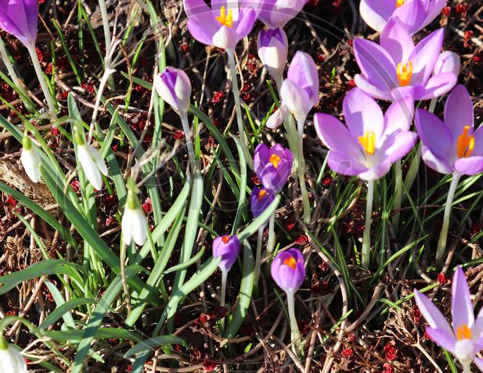 View At Magic Blooming Spring Flowers Crocus Sativus. Purple Crocus And Yellow Growing Outside.