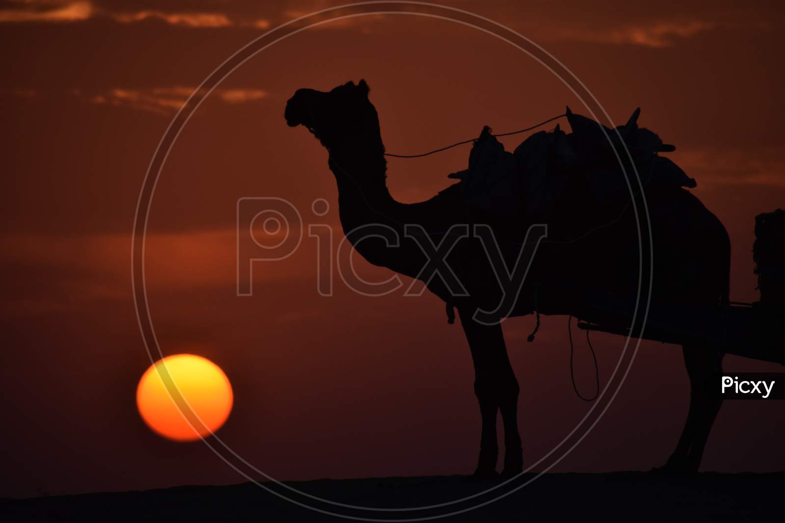 Desert Safari At Jaisalmer Sam Dunes In A Sunset Time