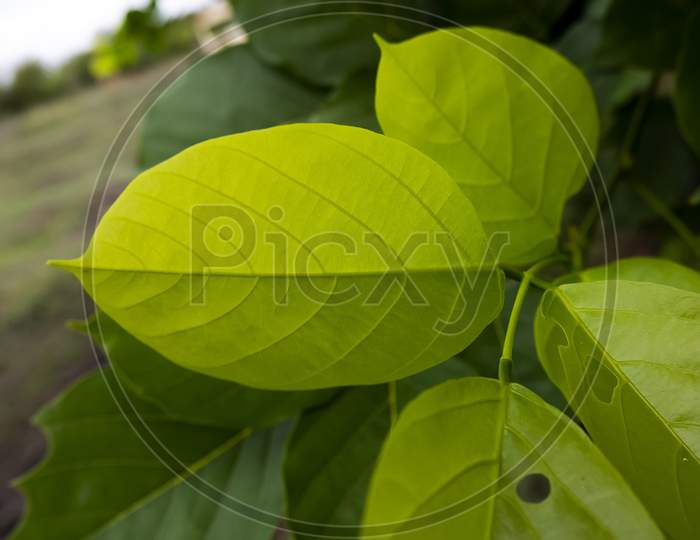 Macro Shot Of The Green Leaves Of Millettia Pinnata