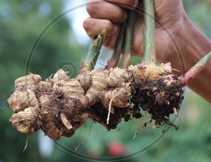 Fresh Ginger Which Is Pulled Out From The Ground Along With The Plant Held In Hand